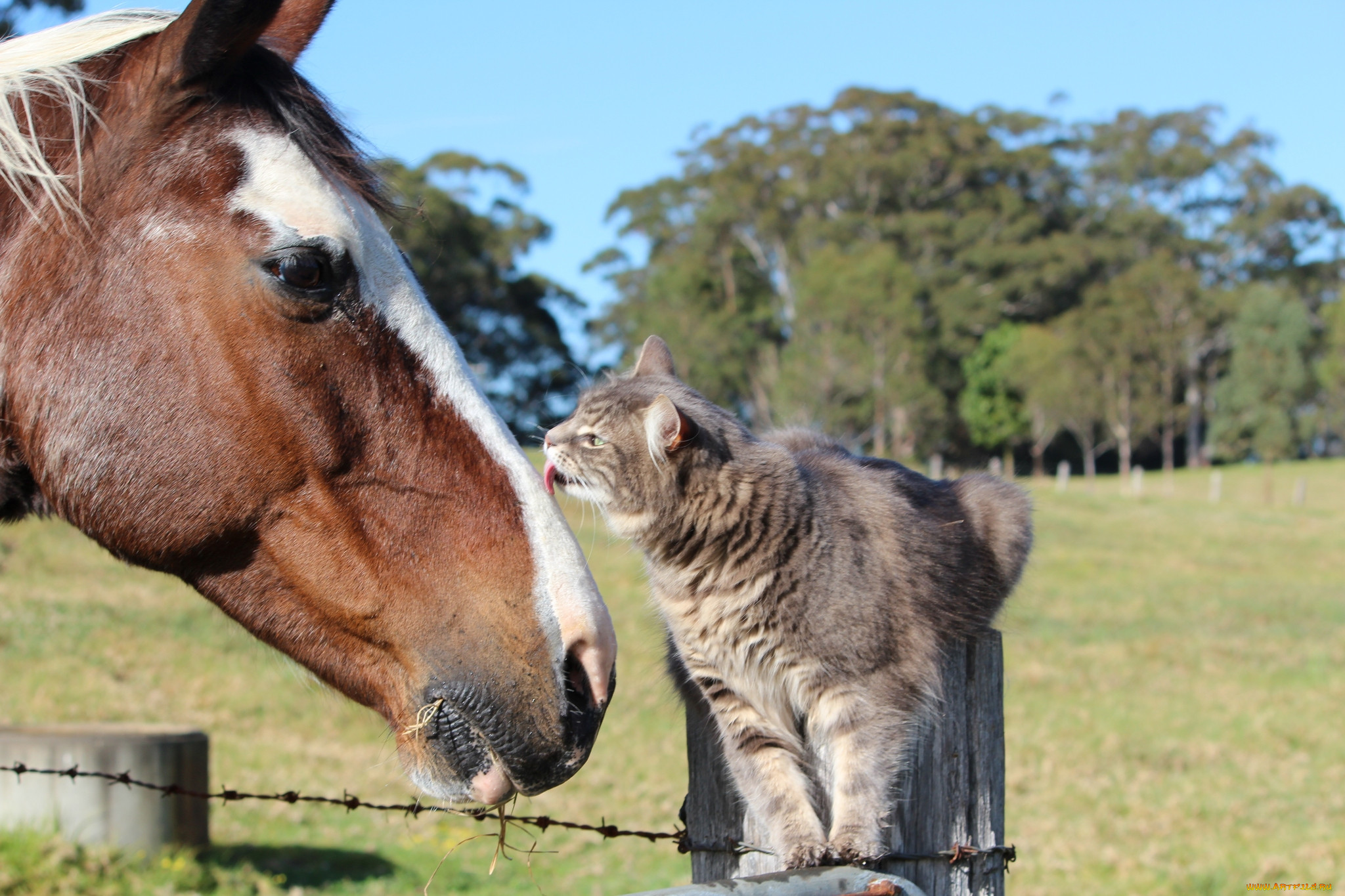 Друзья лошадки. Лошади. Кот на лошади. Лошадь и кошка. Дружба кошки и лошади.